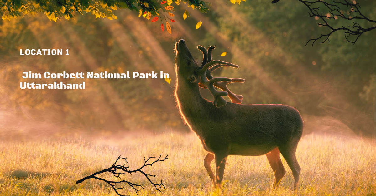 1. Jim Corbett Countrywide Park in Uttarakhand Top 10 Places to Visit Forest And Wildlife In India