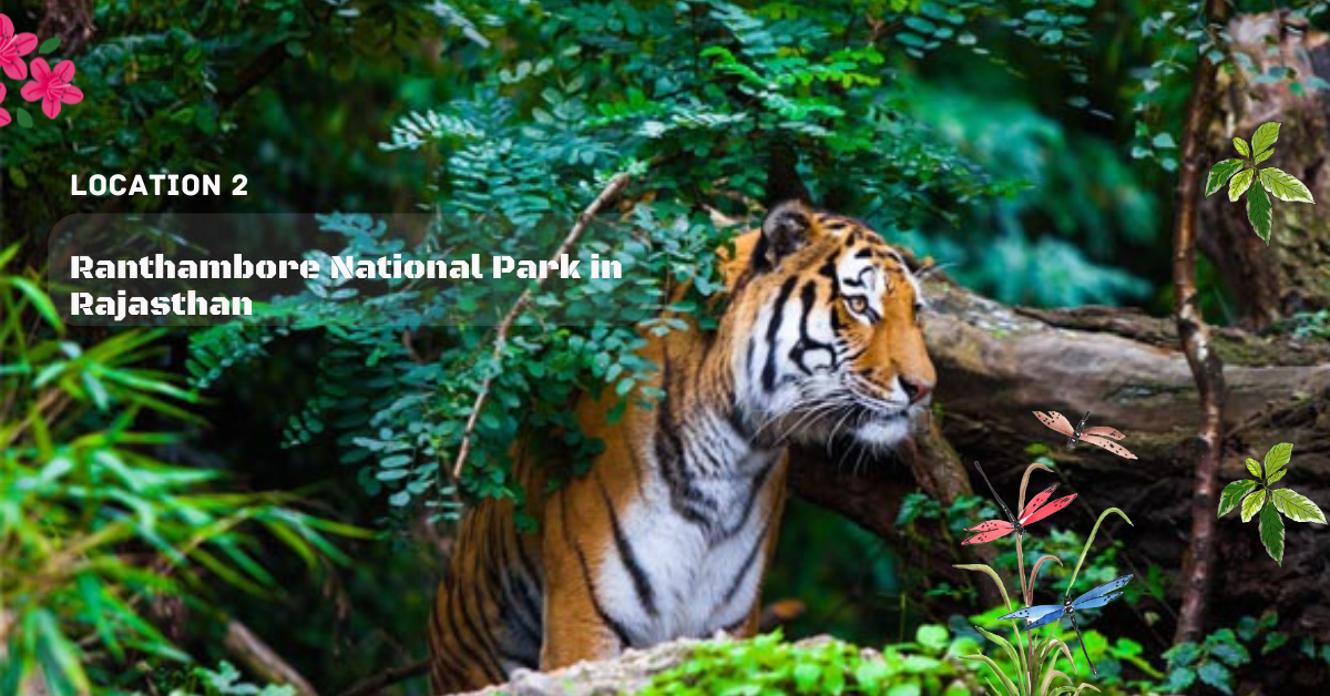 2. Ranthambore National Park Top 10 Places to Visit Forest And Wildlife In India