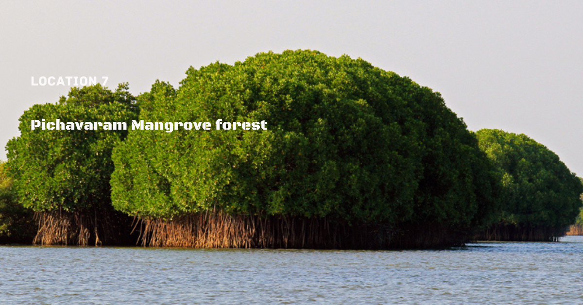 7.Pichavaram Mangrove forest Top 10 Places to Visit Forest And Wildlife In India