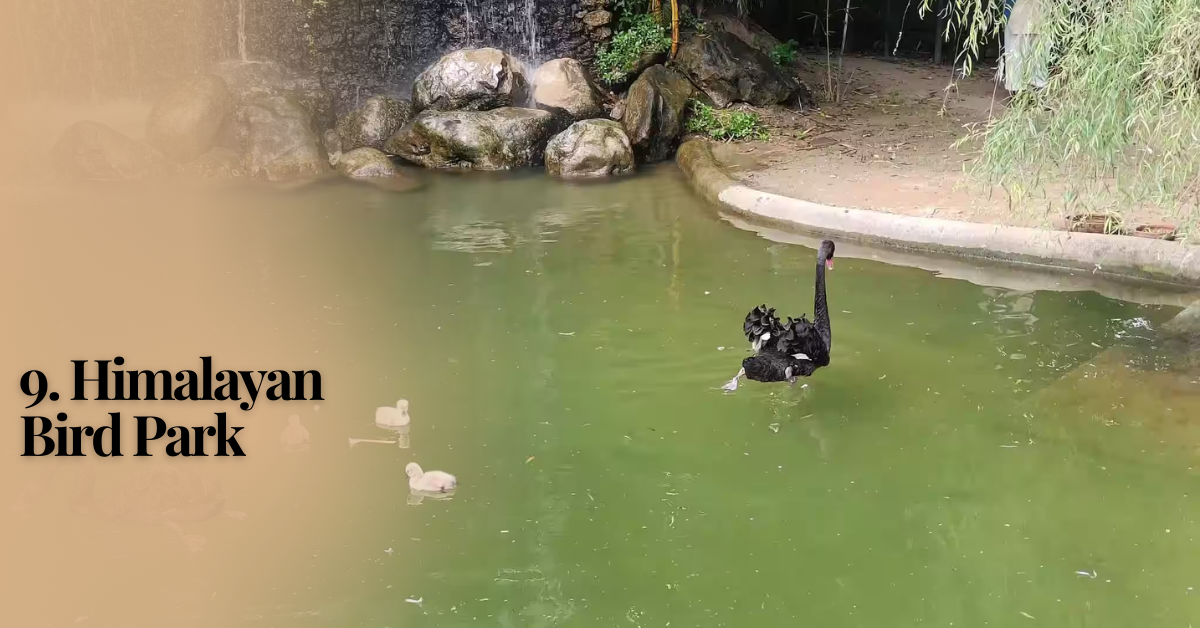 9. Himalayan Bird Park | Top 10 Best Places To Visit in Shimla This Holiday Season