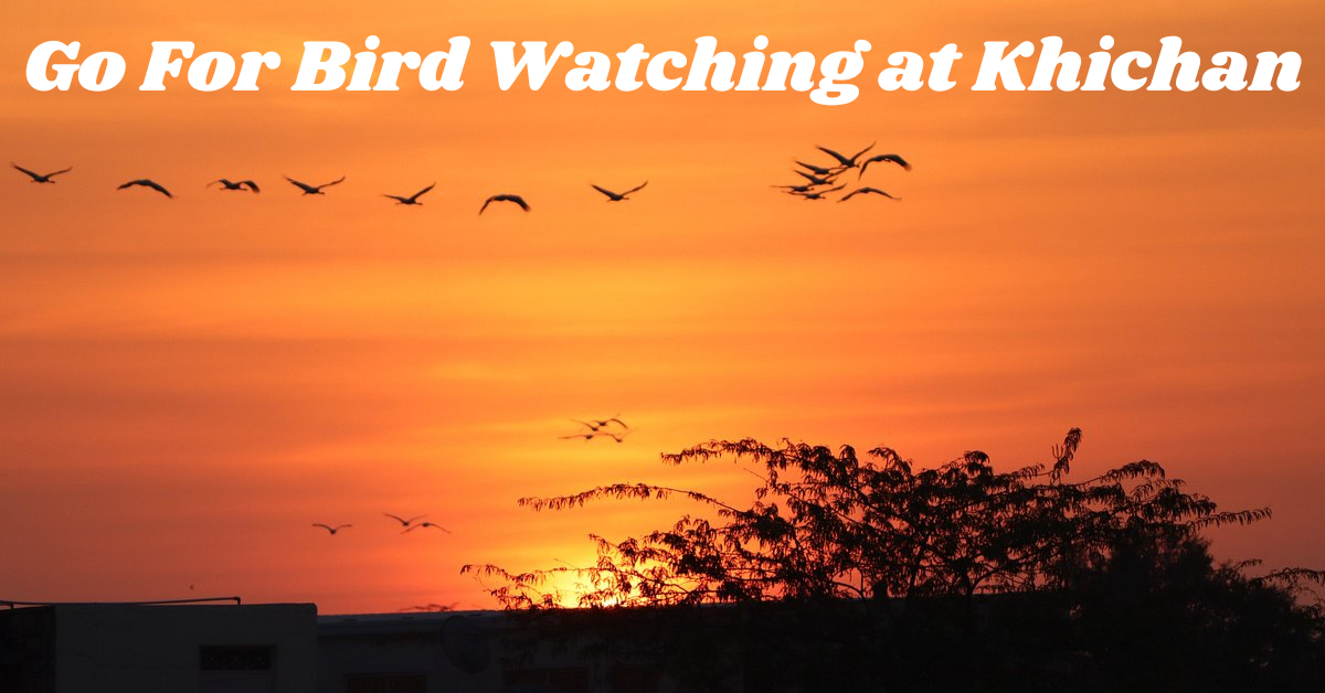 Go For Bird Watching at Khichan
