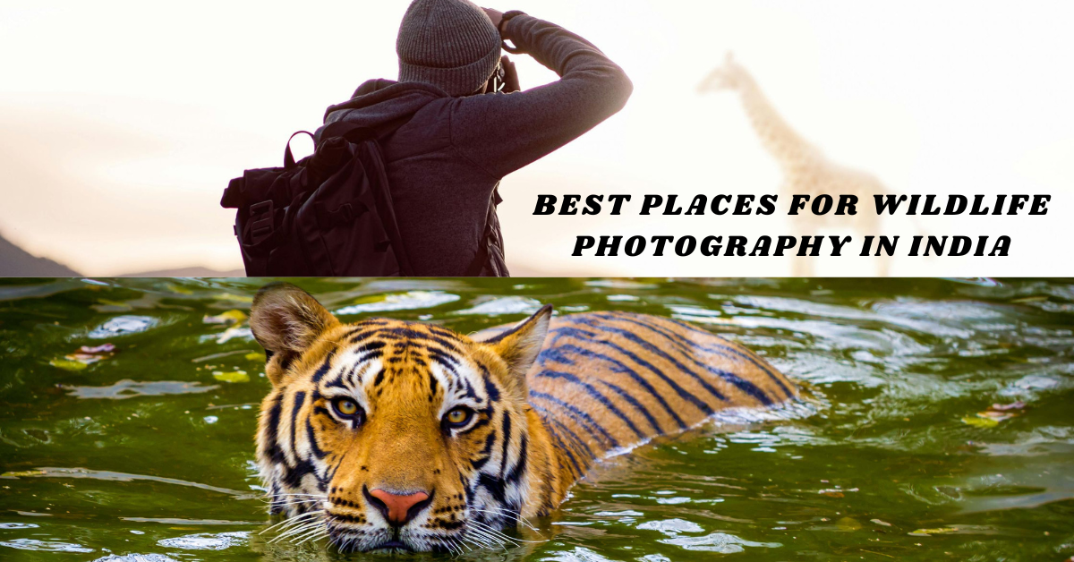 10 Best Places for Wildlife Photography in India