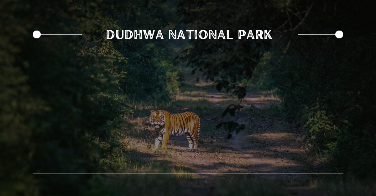 10. Dudhwa National Park | 10 Best Places for Wildlife Photography in India