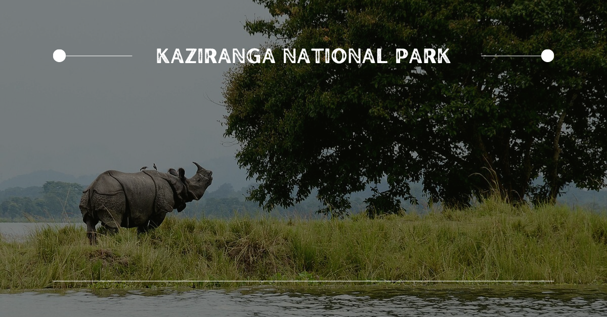2. Kaziranga National Park | 10 Best Places for Wildlife Photography in India