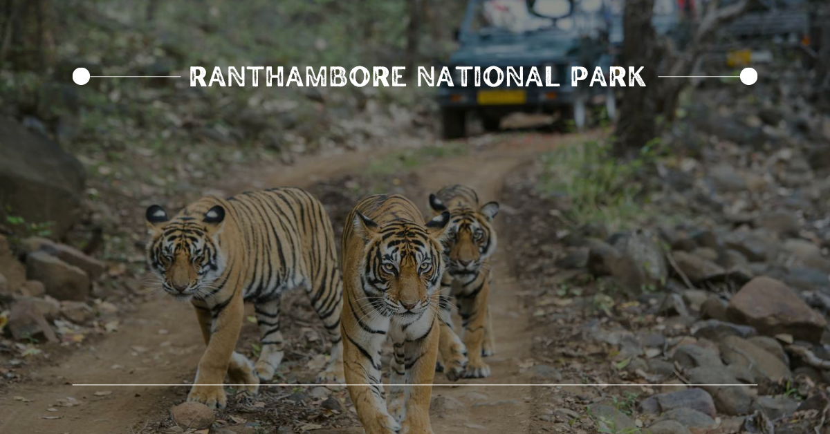 3. Ranthambore National Park | 10 Best Places for Wildlife Photography in India