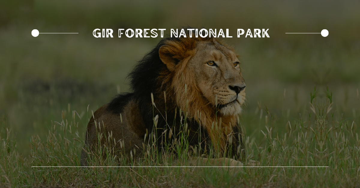 4. Gir Forest National Park | 10 Best Places for Wildlife Photography in India
