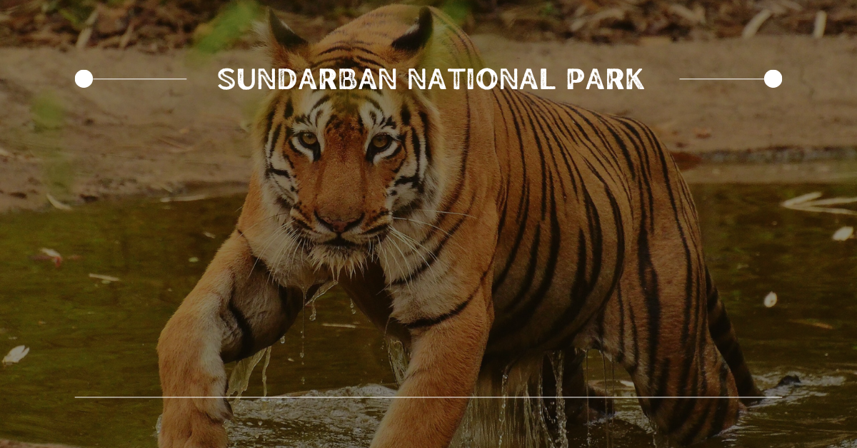 5. Sundarban National Park | 10 Best Places for Wildlife Photography in India
