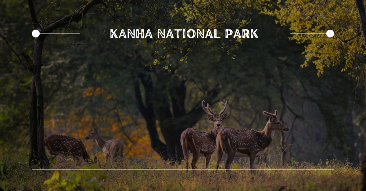 6. Kanha National Park | 10 Best Places for Wildlife Photography in India