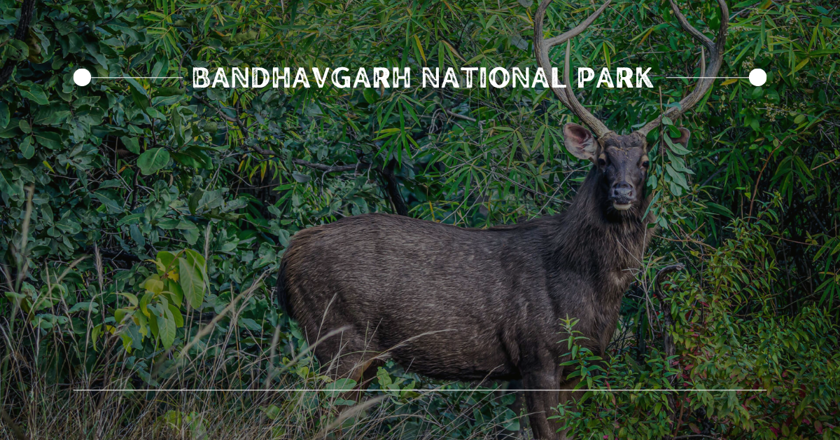 7. Bandhavgarh National Park | 10 Best Places for Wildlife Photography in India
