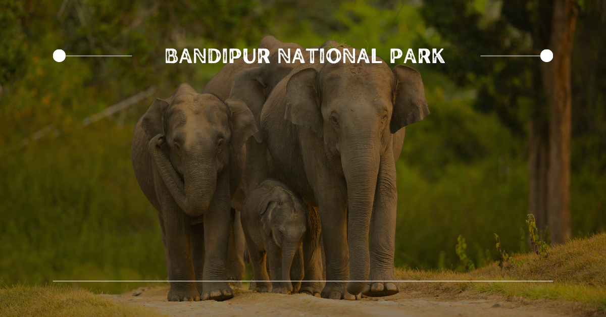 9. Bandipur National Park | 10 Best Places for Wildlife Photography in India